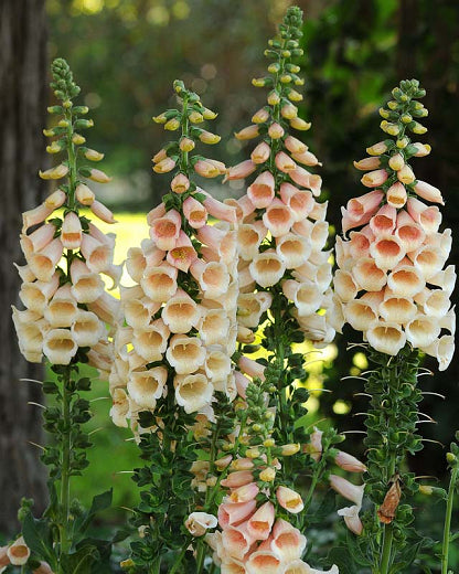 Digitalis Dalmatian Peach
