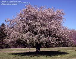 prunus yedoensis ‘Yoshino’ YOSHINO FLOWERING CHERRY