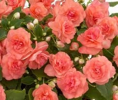 Impatiens Double Glimmer Salmon (4.5" Pot)