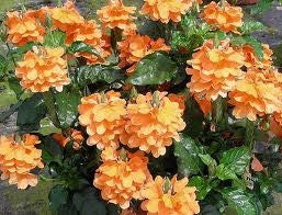 Crossandra Orange Marmalade (4.5" Pot)