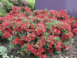 azalea x ‘encore’ AUTUMN SUNSET