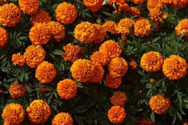 Marigold Bonanza Deep Orange (6-06 Pack) (Shipped)