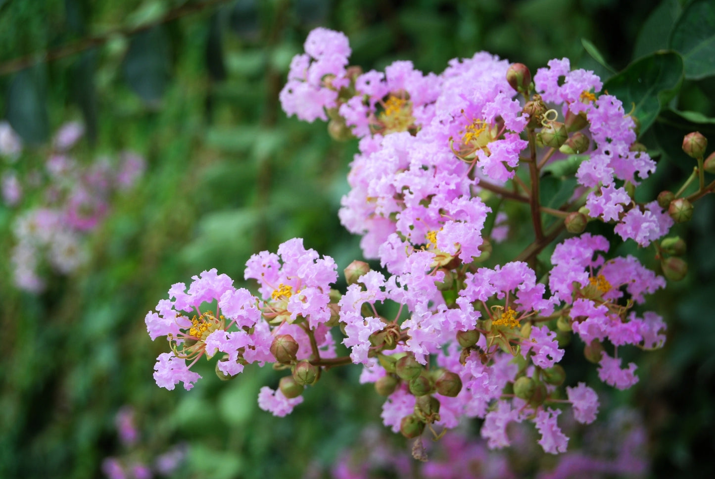 early bird lavender crape myrtle tree Muskogee Crape Myrtle (15 Gallon)