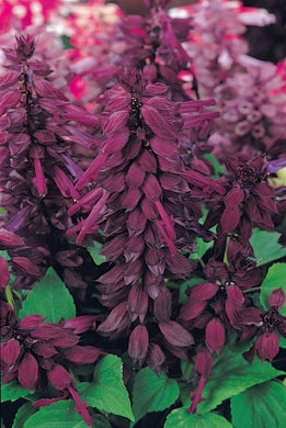 Salvia Vista Purple (6-06 Pack)