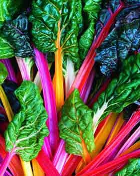 Swiss Chard Bright Lights (12-04 Pack) (Shipped)
