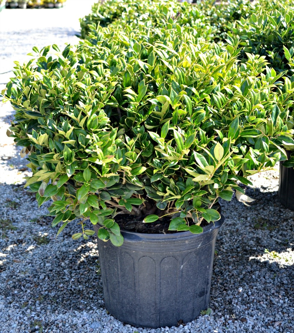 ilex cornuta ‘carissa’ CARISSA HOLLY