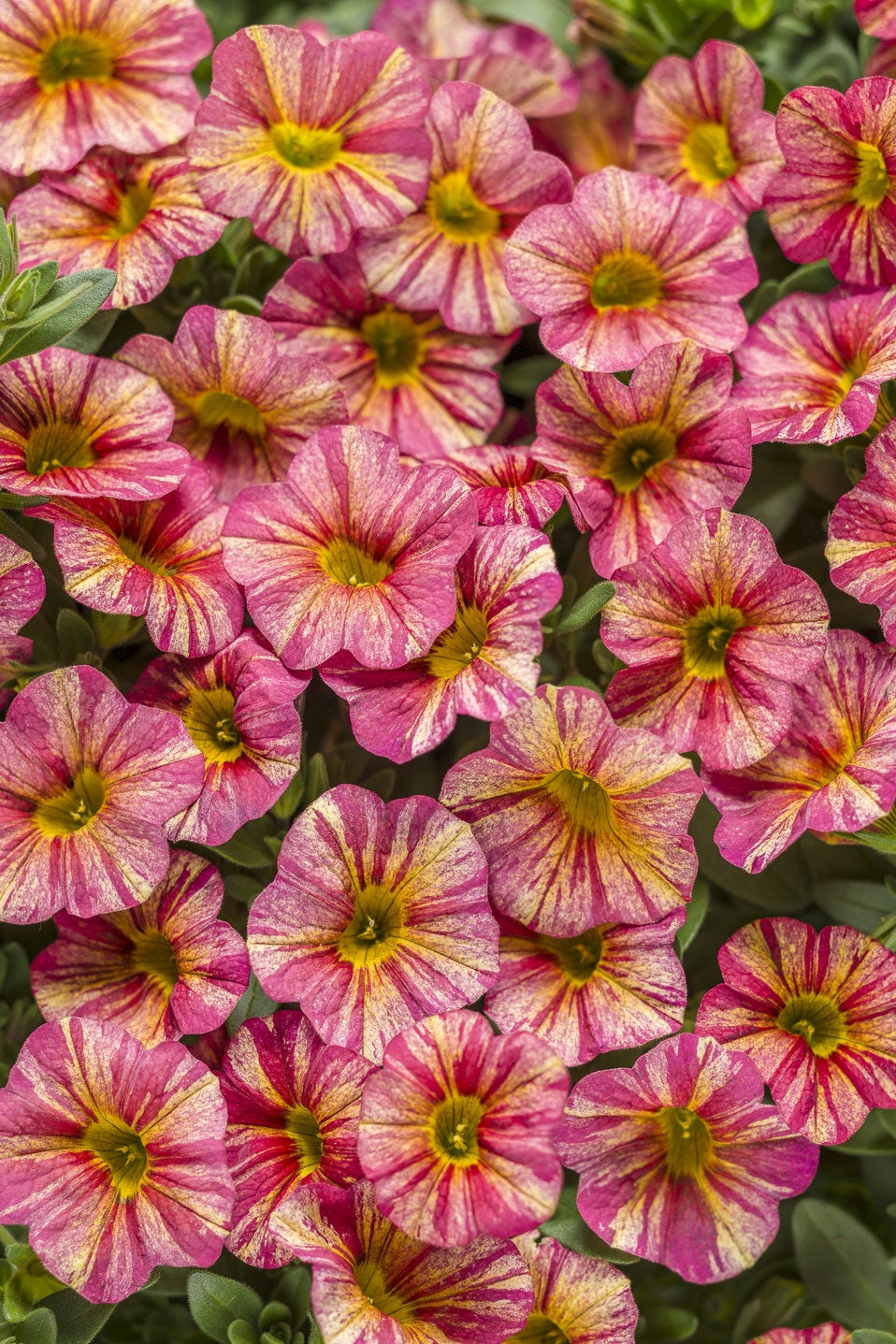 Tropical Sunrise Calibrachoa