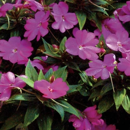 Sunpatiens Compact Lilac (4.5" Pot)