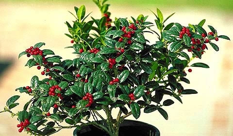 ilex cornuta ‘burfordii nana’ DWARF BURFORD HOLLY