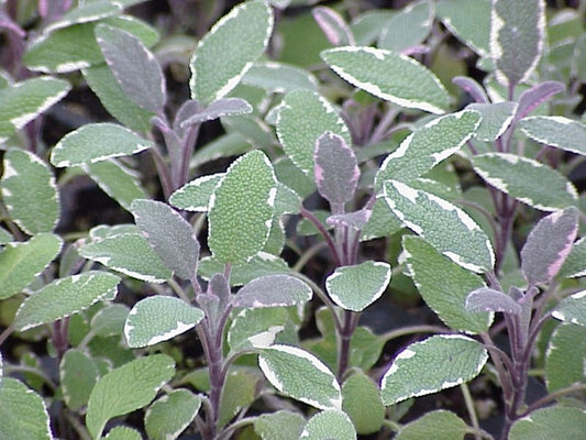 Sage Tricolor (4") (Shipped)