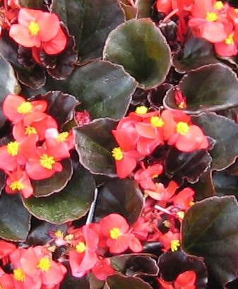 Begonia Senator IQ Scarlet (Bronze Leaf) (6-06 Pack)
