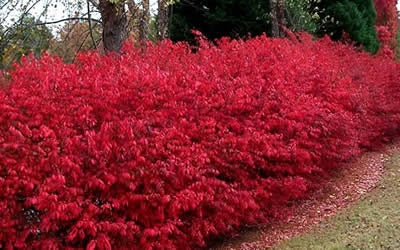 euonymus alata ‘compacta’ COMPACT BURNING BUSH
