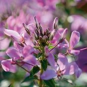 Cleome Senorita Rosalita 4.5" (PW) (SHIPPED)
