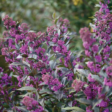 callicarpa 'Pearl Glam' PEARL GLAM BEAUTYBERRY