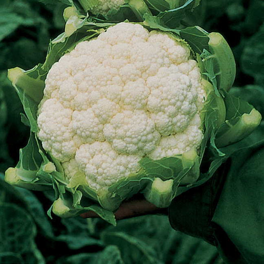 Cauliflower Amazing (3.5") (Shipped)