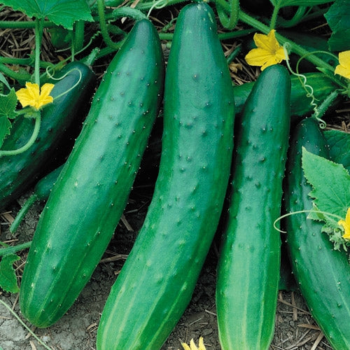Cucumber Burpless Garden Sweet (12-04 Pack) (Shipped)