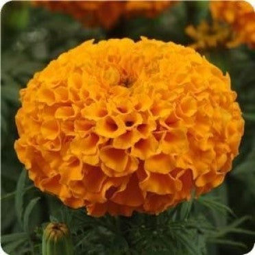 Marigold Hybrid Taishan Orange (6-06 Pack) (Shipped)