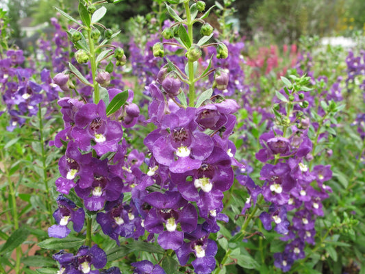 Alonia Big Indigo Angelonia