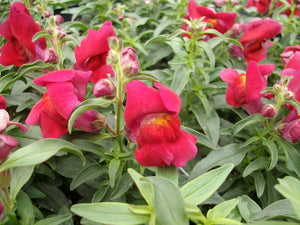 Snapdragon Snapshot Red (6-06 Pack)