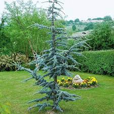 CEDAR HORSTMANN BLUE ATLAS (5' B&B) cedrus atlantica 'Horstmann'