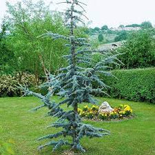 Load image into Gallery viewer, CEDAR HORSTMANN BLUE ATLAS (5' B&amp;B) cedrus atlantica 'Horstmann'