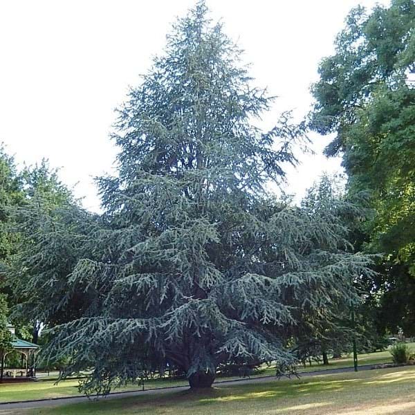 CEDAR BLUE ATLAS (7' BB) 'cedrus atlantica 'Glauca''