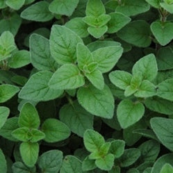 Oregano Italian (4") (Shipped)