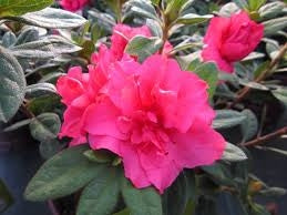 azalea x ‘encore’ AUTUMN ROUGE