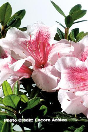 azalea x ‘encore’ AUTUMN CHIFFON (1 gallon)