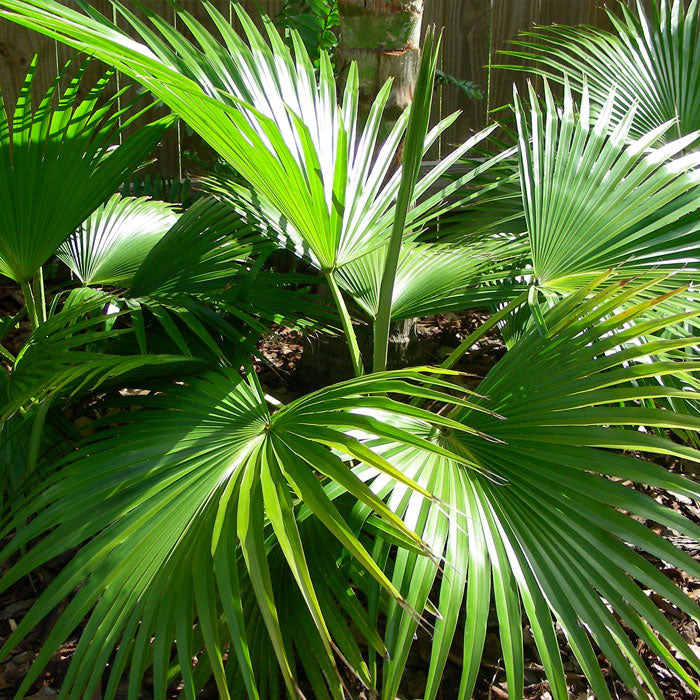 Palm Chinese Fan (3 Gal.)