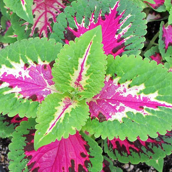 Coleus Wizard Rose (6-06 Pack) (Shipped)