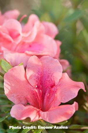azalea x ‘encore’ AUTUMN CORAL (1 GALLON)