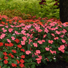 Load image into Gallery viewer, Impatiens Beacon Coral (6-06 Pack)