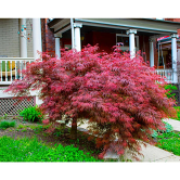 acer palmatum var. dissectum 'Crimson Queen' JAPANESE MAPLE CRIMSON QUEEN