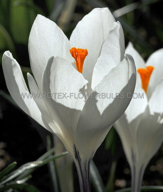 Bulb Crocus Jeanne D'Arc