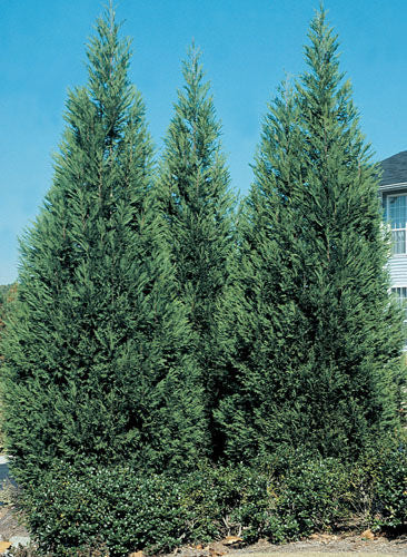 CYPRESS LEYLAND (3 gallon) 'cupressus × leylandii'