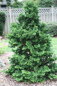 CYPRESS HINOKI 'chamaecyparis obtusa'