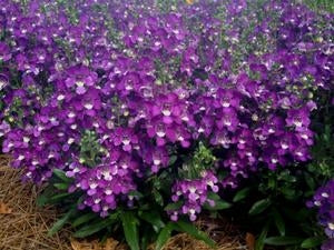 Alonia Big Violet Angelonia