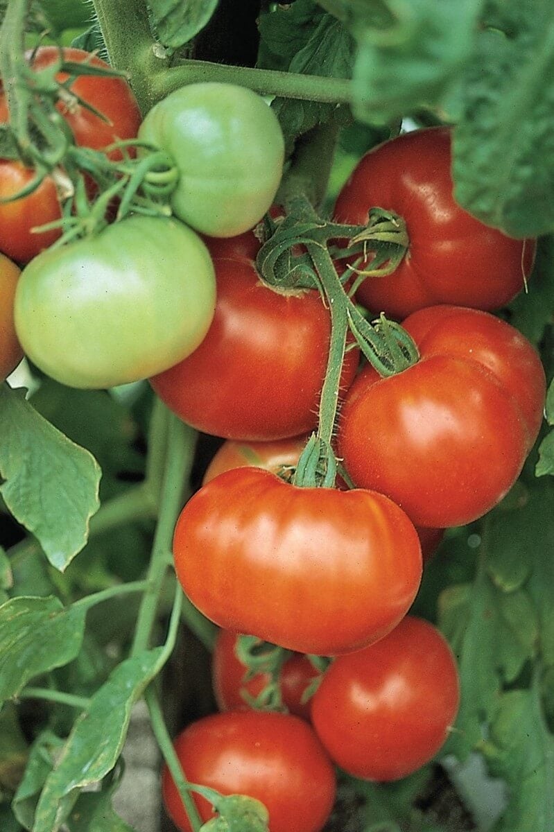 Super Fantastic Tomato 