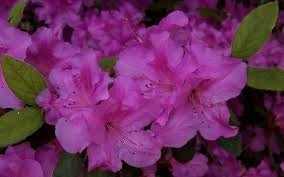 azalea x ‘encore’ AUTUMN ROYALTY