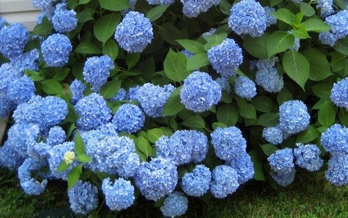 hydrangea macrophylla ‘bailmer’ ENDLESS SUMMER HYDRANGEA