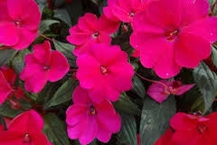 Sunpatiens Compact Royal Magenta (4.5" Pot)