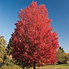 acer rubrum RED MAPLE
