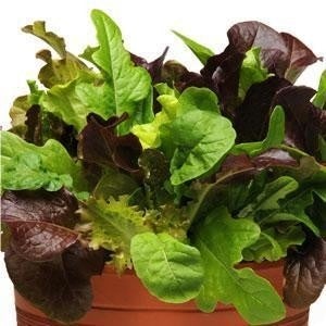 Lettuce SimplySalad City Garden  (3.5") (Shipped)