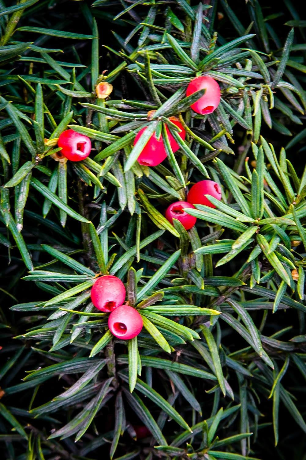 taxus media ‘hicksii’ HICKS YEW