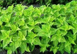 Coleus ChargedUp Electric Lime (4.5" Pot)