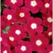 Vinca Pacifica Cherry Red Halo (6-06 Pack)
