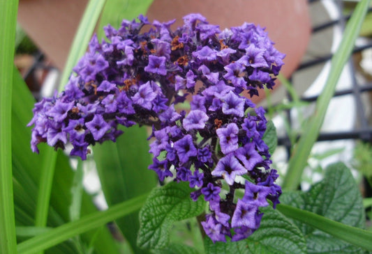 Heliotrope Marino Blue (4.5" Pot)