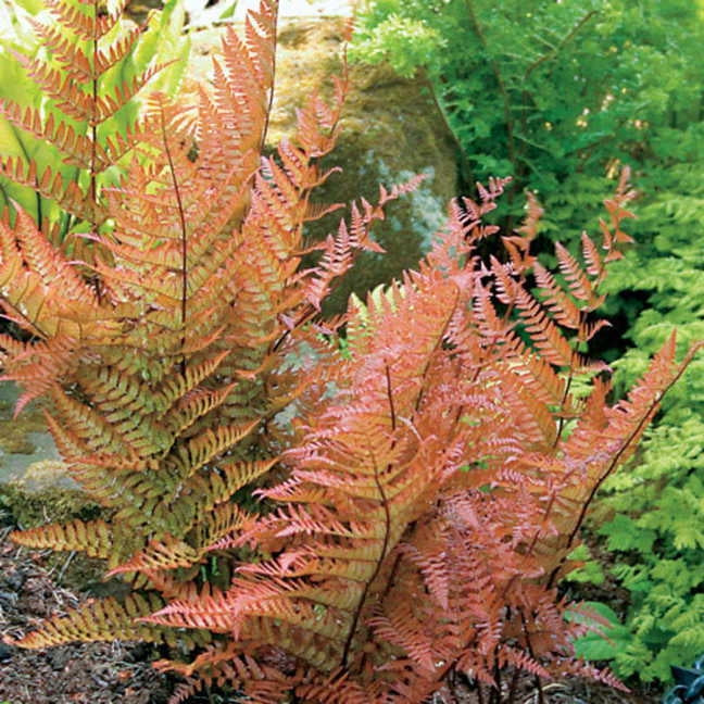 dryopteris erythrosora AUTUMN FERN