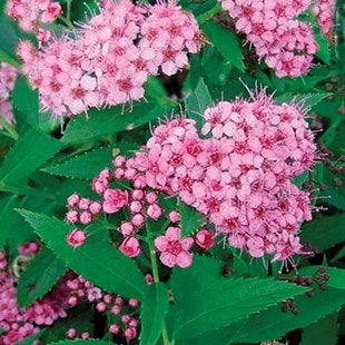 spirea japonica ‘little princess’ LITTLE PRINCESS SPIREA